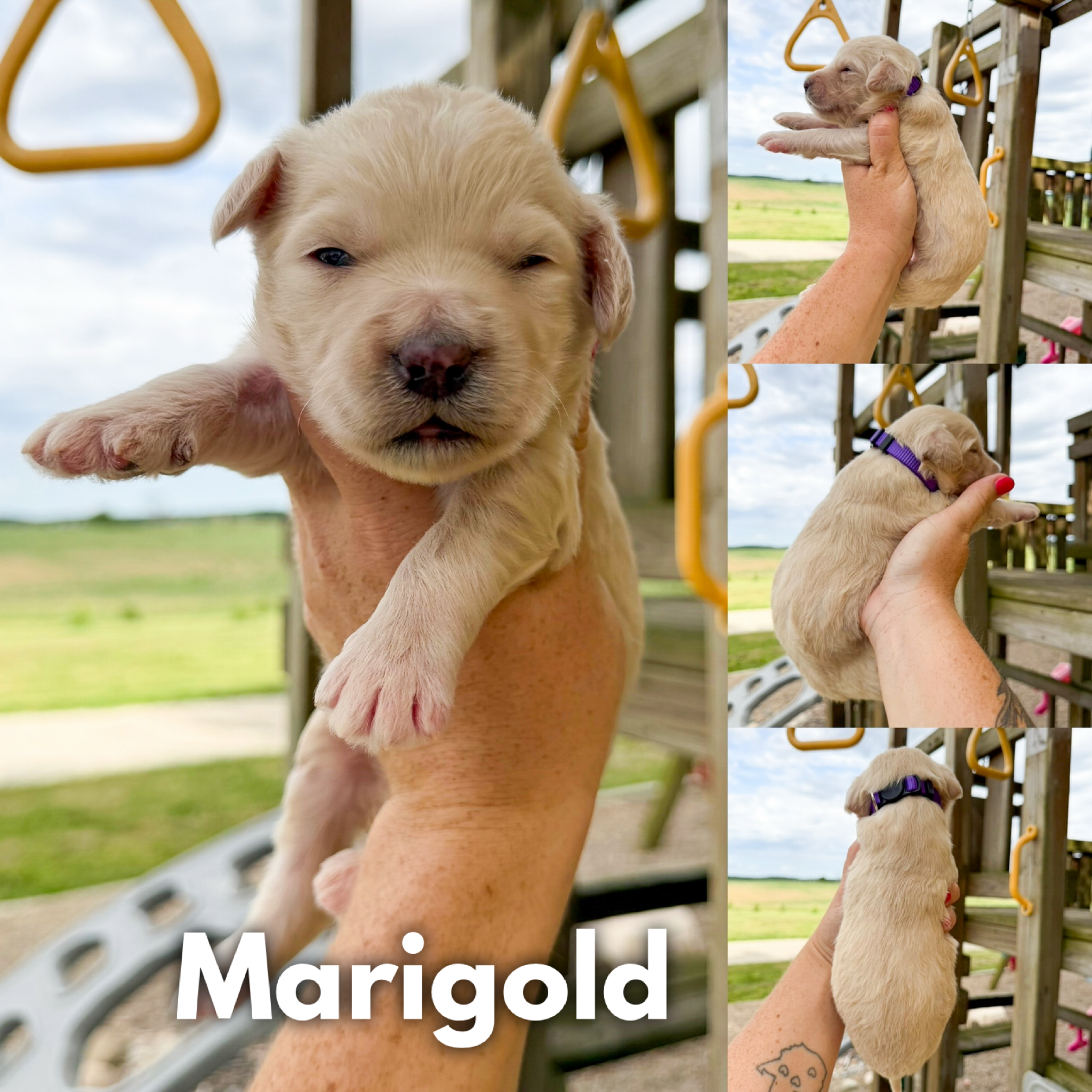Marigold 1